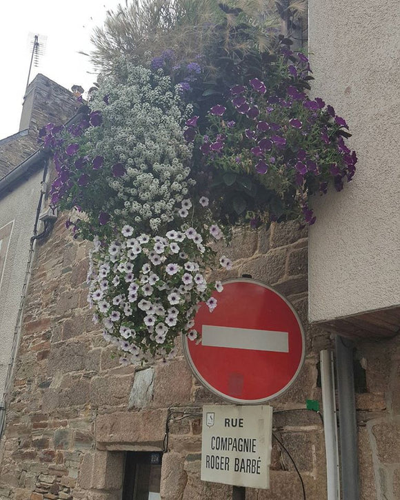 Hanging Baskets Lannion Bretagne.