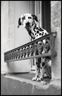 La Parisienne Dalmatian. Courtesy of François Langlais.