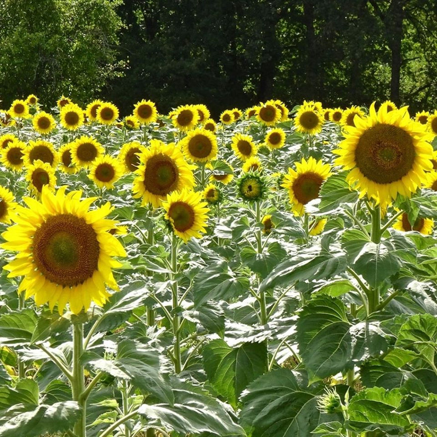 A Sunflower Spring is on its way.