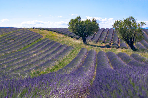 Lavender fields in Provence.